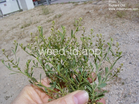 pepperweed, sand